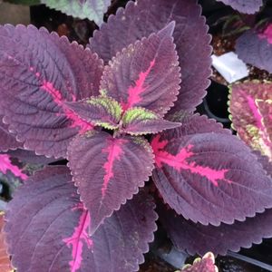 Coleus Plants And Cutting