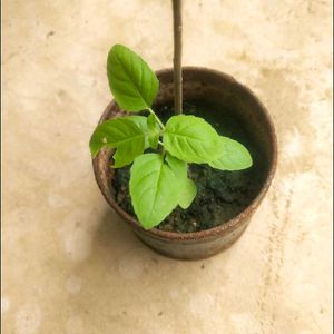 Combo Of 2 Curry Leaf And Tulsi Plant