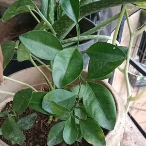 Lemon Small Health Plant