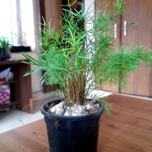 Beautiful Fern ☘️in Pot