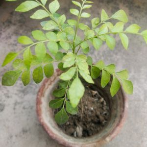 Curry Leaves Plant Live With Healthy Root,