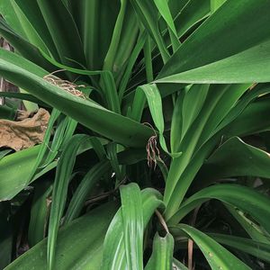 Crinum Lily Plant😍