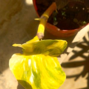 Lemon Meringue  Phothos Rare Money Plant Big Leaf