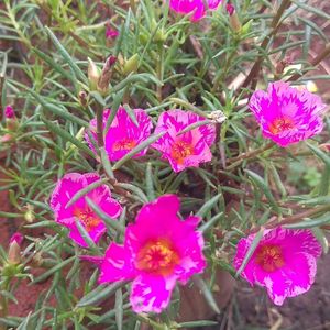 Portulaca Cuttings