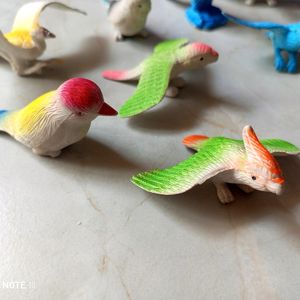 Small Birds for Kids