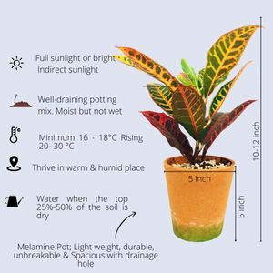 Lipstic Croton With Pot