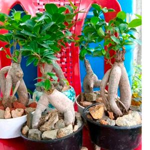 Beautiful Bonsai Ficus Plant With Root