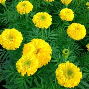 3 Winter Flower Seeds