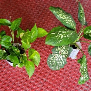 Evergreen Money &.Dieffenbachia Seguine Plant &Pot