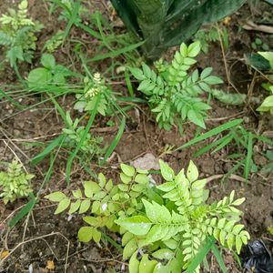 2 Curry Leaf Plants