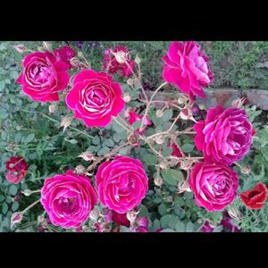 Desi Rose Plant