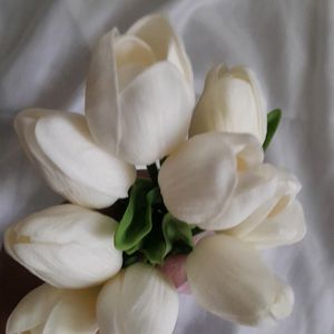 Aesthetic Tulips Pack Of 5