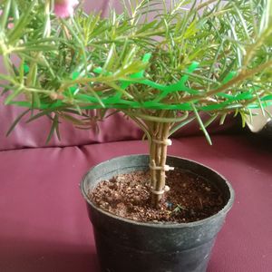 Button Rose Or Time Flower In The Shape Of Bonsai