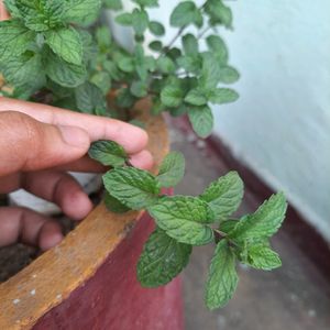 Mint Plant