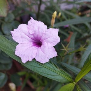 Pink Ruellia tuberosa flower or popping pod bloom