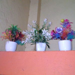 Home Decorate Plant