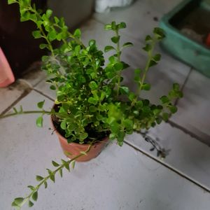 Baby Tear Plant With Pot