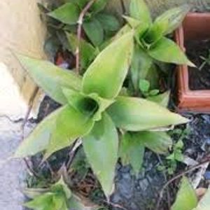 Octopus Plant