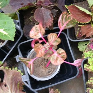 Coleus Plants And Cutting