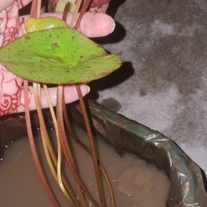 Maxicana Waterlily Plant
