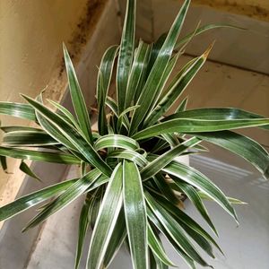 Spider Plant With Pot