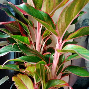 Aglonema Red Lipstick Plant