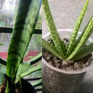 Snake Plant And Aloevera Combo 🥰 (SAPLINGS).