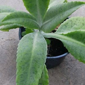 Donkey Ear Succulent Plant