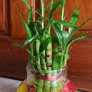 Bamboo Plant