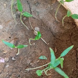 Baby 🌶️Chilli Plant 🌿