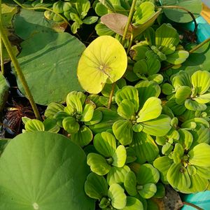 Water Lettuce/Cabbage, Aquatic Plant