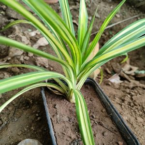 HEALTHY SPIDER PLANT