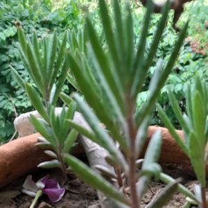 Rooted Small Kalanchoe Delagoensis (Mother of mill