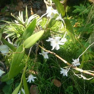 10 Live Root Plants Combo