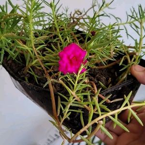 Portulaca grandiflora plant & Pot