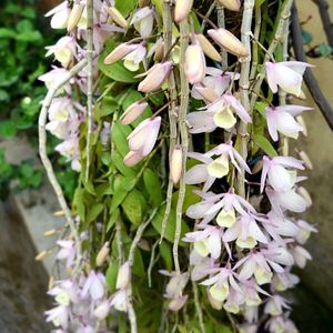 Orchid Dendrobium Apphylum