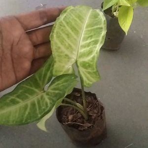 monsoon Dhamaka Offer combo 3 Live Plant