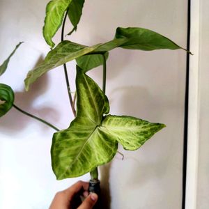 Money Plant ( You Will Get Stems)