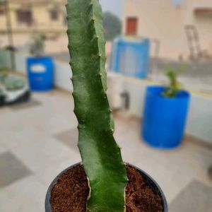 🔥🌱 Dragon Fruit Plant Cutting 🌱🔥