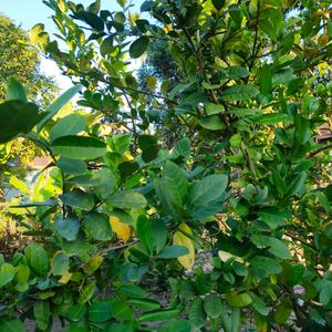 Myrrh lemon plant (gondhoraj lebu)