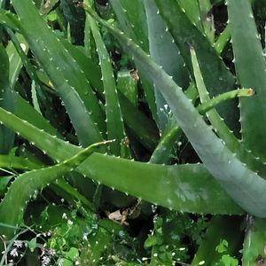 Aloe Vera Leaf Rs 10 OR 60 coins Organic