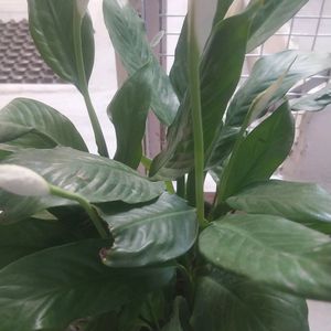 Peace Lily ( 1 Rooted and Healthy Plant)