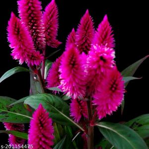 Celosia Live Plant