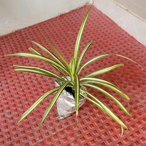 Pack 3 Dracaena Red Ruby & Pandanus veitchii & Nev