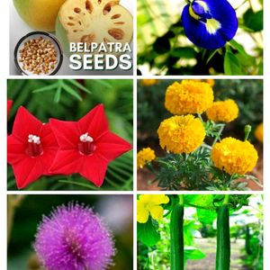 Flower Combo Seeds (Pack Of 6)