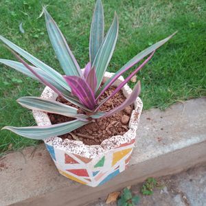 Moses In Cradle Tricolour Plant.