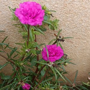 3-Flowering Live Plant Saplings