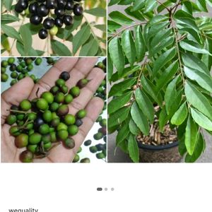 wequality kari patta seeds/Karuvepillai leave seed