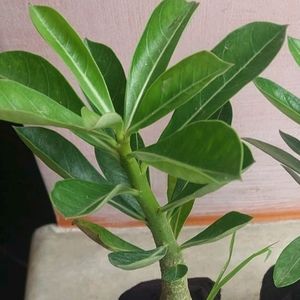 Adenium Sapling For 2