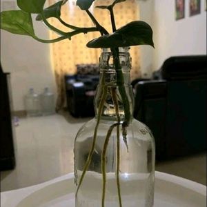 Money Plant Cuttings Only . Bottle/Pot Without